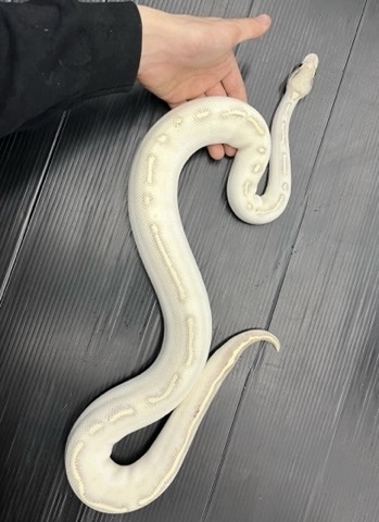 お得‼︎ 定価の1/10❣️未使用　ポリーニ　パイソンレザー　24〜4.5 37.5 onegravity TATSUYAOCONOGI® チャンキーミッドカットスニーカー