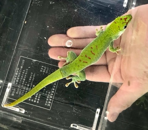 商品一覧 | 爬虫類小動物の買取＆販売 ルームズー