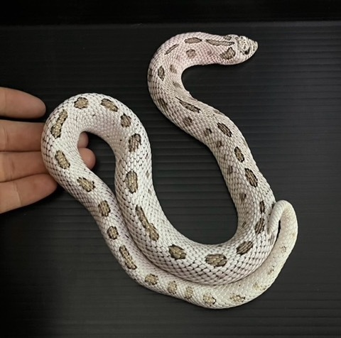 ヘビの商品一覧 | 爬虫類小動物の買取＆販売 ルームズー