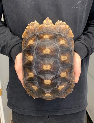 リクガメの商品一覧 | 爬虫類小動物の買取＆販売 ルームズー