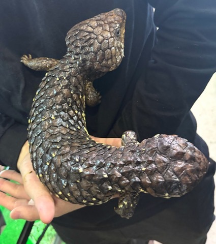 【単品購入⭕️】爬虫類/トカゲ まとめ売り ヤマダモール | ZHONGXIN MADE 爬虫類トカゲぬいぐるみ42cmリアルな