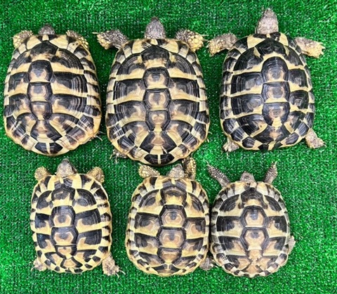 リクガメの商品一覧 | 爬虫類小動物の買取＆販売 ルームズー