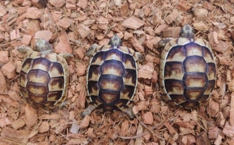 リクガメの商品一覧 | 爬虫類小動物の買取＆販売 ルームズー