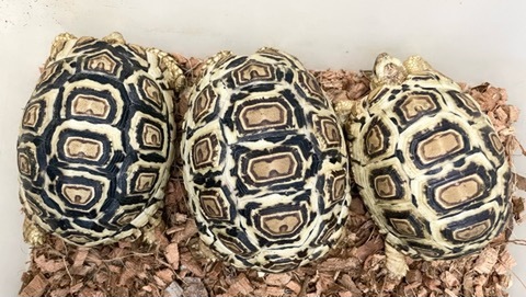 リクガメの商品一覧 | 爬虫類小動物の買取＆販売 ルームズー