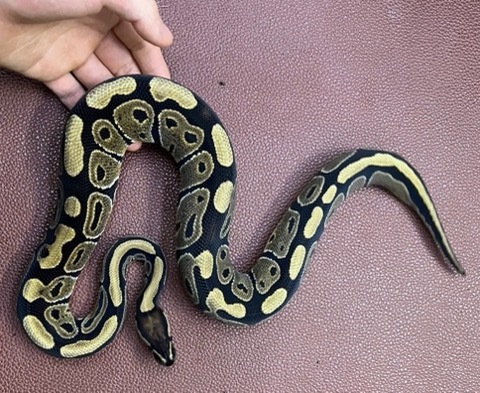商品一覧 | 爬虫類小動物の買取＆販売 ルームズー