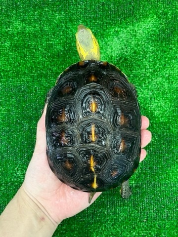 商品一覧 | 爬虫類小動物の買取＆販売 ルームズー