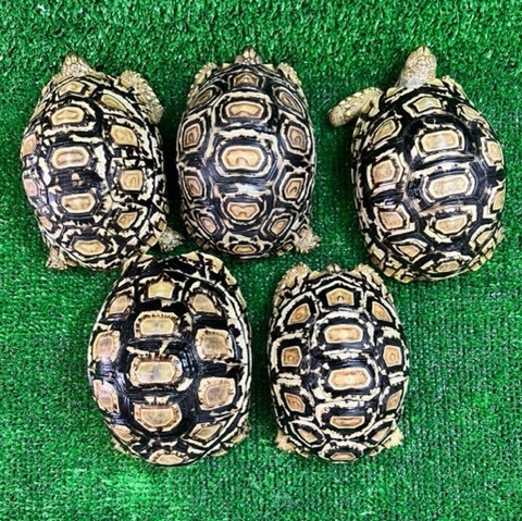 リクガメページ リクガメの商品一覧 | 爬虫類小動物の買取＆販売 ルームズー