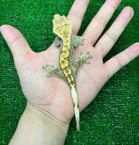 ヤモリ、トカゲモドキの商品一覧 | 爬虫類小動物の買取＆販売 ルームズー