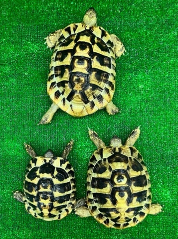 リクガメの商品一覧 | 爬虫類小動物の買取＆販売 ルームズー