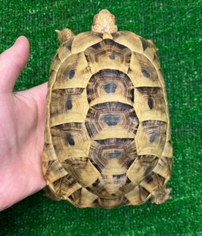 リクガメの商品一覧 | 爬虫類小動物の買取＆販売 ルームズー