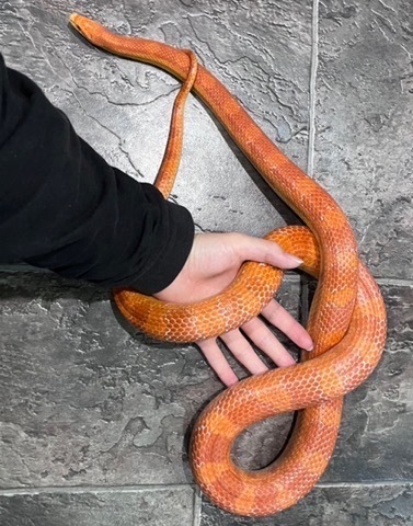 メル蛇 ヘビの商品一覧 | 爬虫類小動物の買取＆販売 ルームズー
