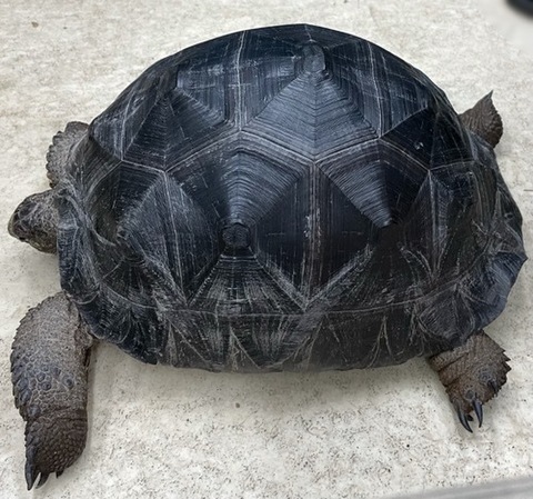 リクガメの商品一覧 | 爬虫類小動物の買取＆販売 ルームズー