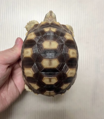 りくがめ 爬虫類専門店【𝙳𝙸𝚉𝚉𝚈 𝙿𝙾𝙸𝙽𝚃】東京第002225 on X