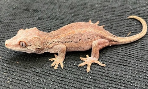 爬虫類小動物の買取＆販売 ルームズー