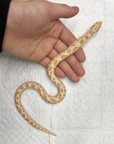 8416 セイブシシバナヘビ　アルビノコンダ♀ 飼い込み