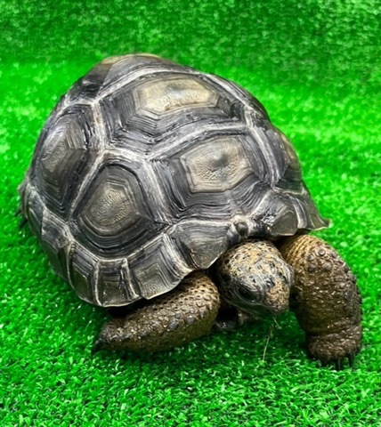 リクガメの商品一覧 | 爬虫類小動物の買取＆販売 ルームズー