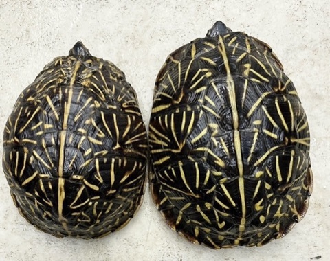 爬虫類小動物の買取＆販売 ルームズー
