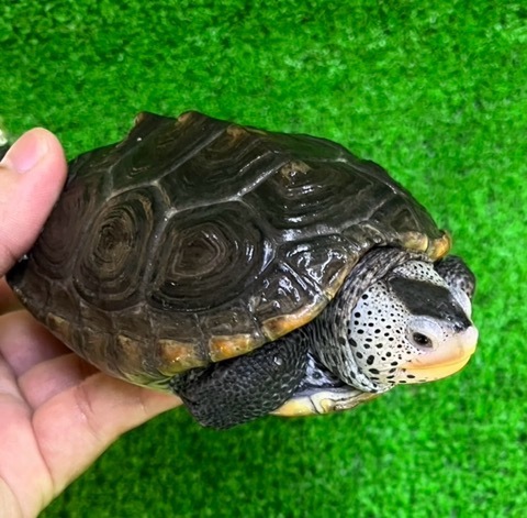 商品一覧 | 爬虫類小動物の買取＆販売 ルームズー