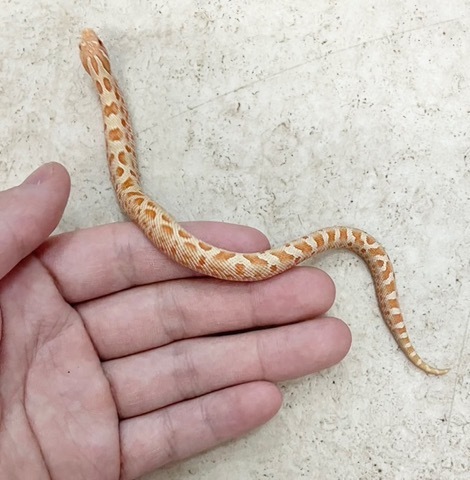 商品一覧 | 爬虫類小動物の買取＆販売 ルームズー