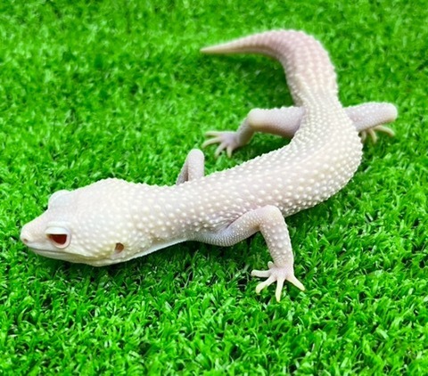 ヤモリ、トカゲモドキの商品一覧 | 爬虫類小動物の買取＆販売 ルームズー