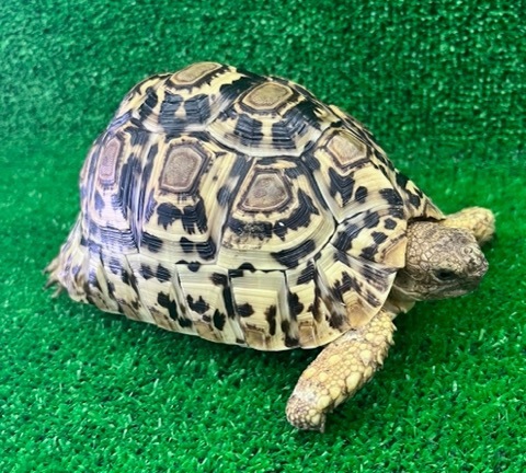 りくがめ 爬虫類図鑑 カメ図鑑（リクガメ）