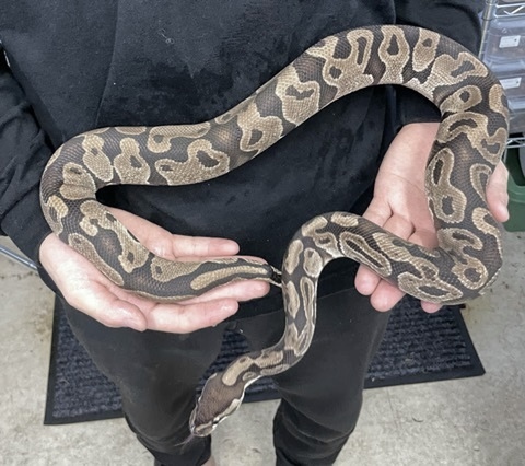 ヘビの商品一覧 | 爬虫類小動物の買取＆販売 ルームズー