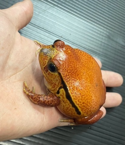 カエル、両生類、奇虫、虫の商品一覧 | 爬虫類小動物の買取