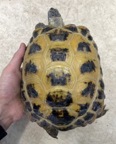 リクガメの商品一覧 | 爬虫類小動物の買取＆販売 ルームズー