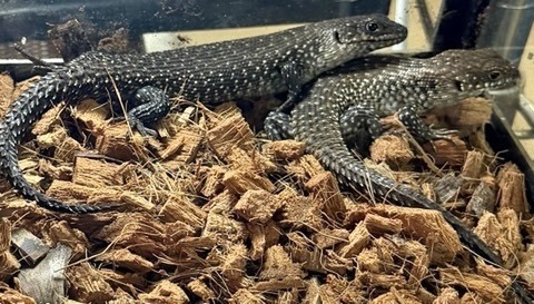 8396トリオ価格！ カニンガムイワトカゲ　ベビーヤング　トリオ♂♀♀  単体、ペア売り可