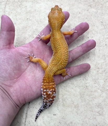 ヤモリ、トカゲモドキの商品一覧 | 爬虫類小動物の買取＆販売 ルームズー