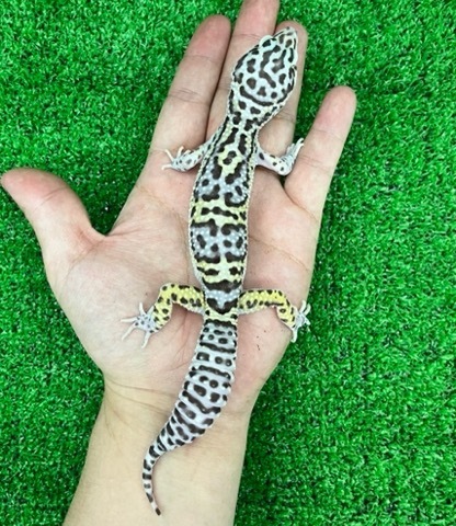 商品一覧 | 爬虫類小動物の買取＆販売 ルームズー