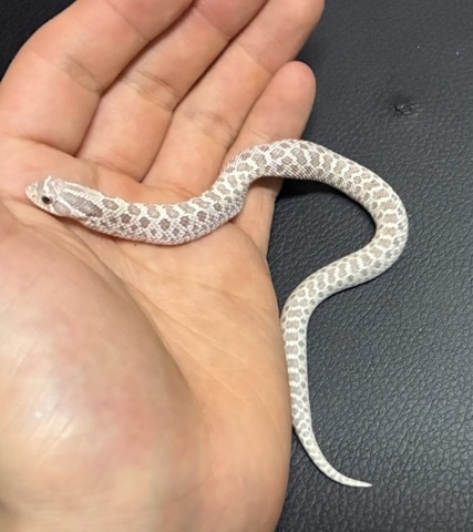 8400 セイブシシバナヘビ トキシック　おそらく♀