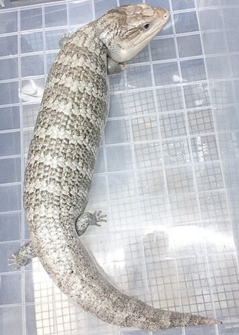 トカゲ、カメレオンの商品一覧 | 爬虫類小動物の買取＆販売 ルームズー