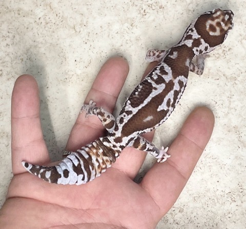 ヤモリ、トカゲモドキの商品一覧 | 爬虫類小動物の買取＆販売