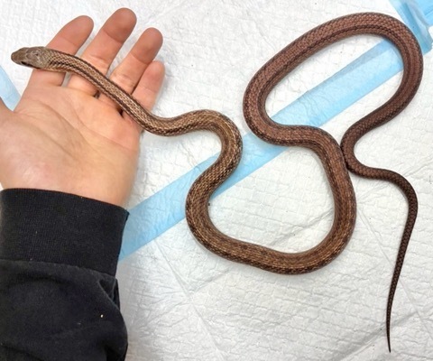 ヘビの商品一覧 | 爬虫類小動物の買取＆販売 ルームズー