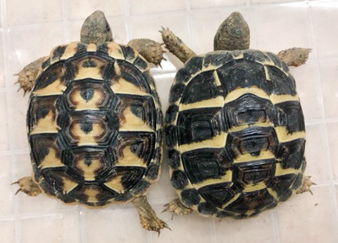 リクガメの商品一覧 | 爬虫類小動物の買取＆販売 ルームズー