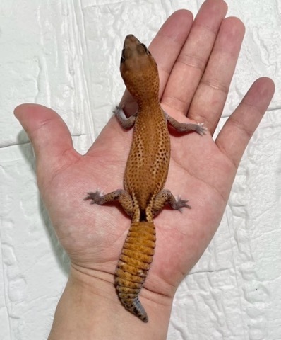 爬虫類小動物の買取＆販売 ルームズー