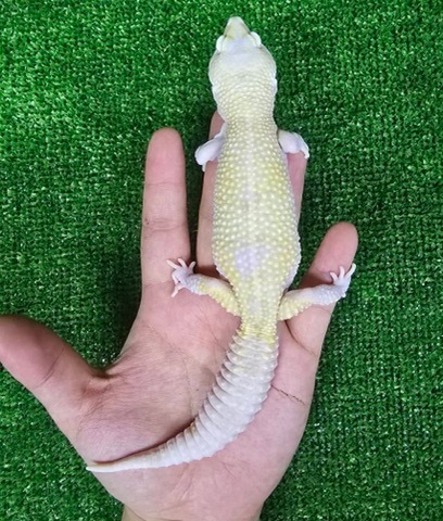 商品一覧 | 爬虫類小動物の買取＆販売 ルームズー