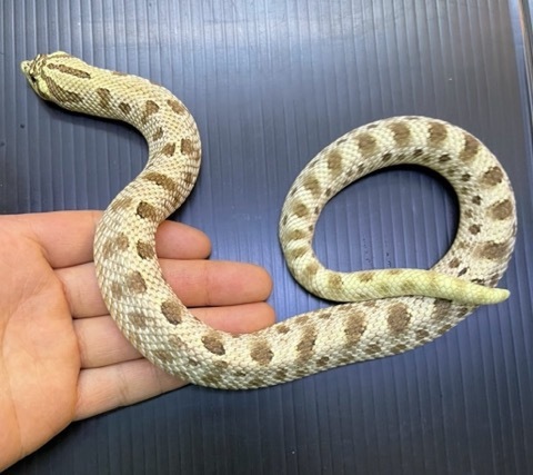 ヘビの商品一覧 | 爬虫類小動物の買取＆販売 ルームズー