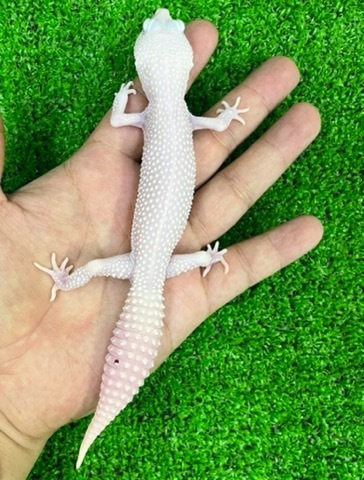 ヤモリ、トカゲモドキの商品一覧 | 爬虫類小動物の買取＆販売 ルームズー