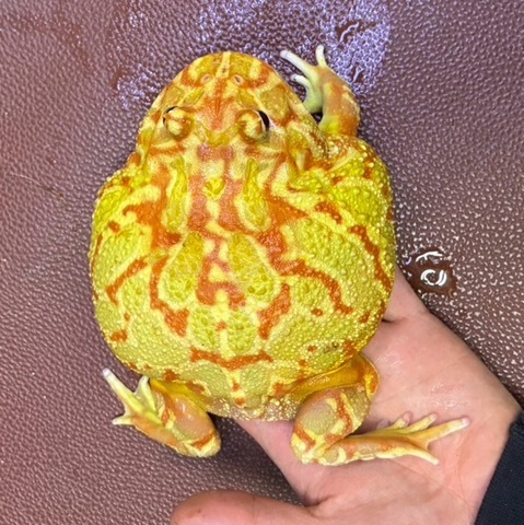 カエル、両生類、奇虫、虫の商品一覧 | 爬虫類小動物の買取＆販売