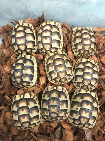 リクガメの商品一覧 | 爬虫類小動物の買取＆販売 ルームズー