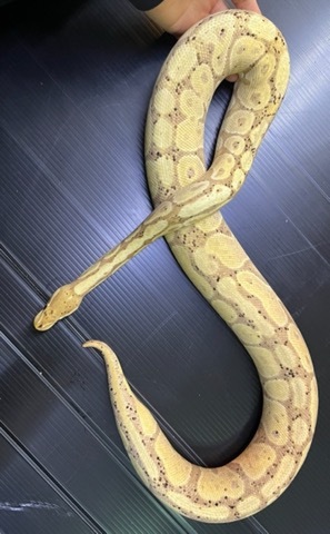 ヘビの商品一覧 | 爬虫類小動物の買取＆販売 ルームズー