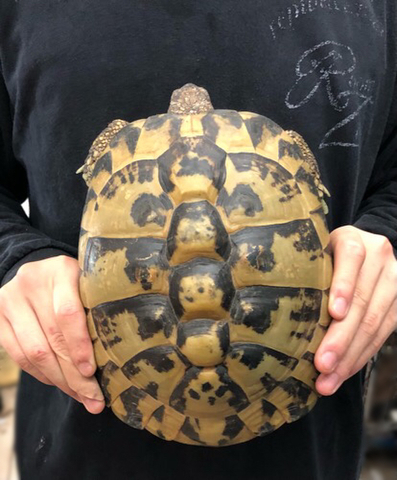 リクガメの商品一覧 | 爬虫類小動物の買取＆販売 ルームズー