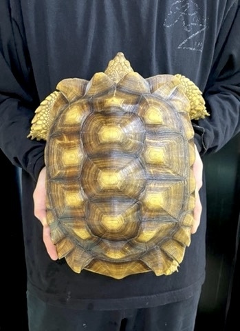 商品一覧 | 爬虫類小動物の買取＆販売 ルームズー