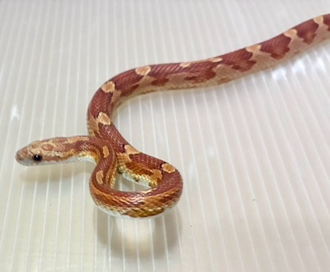ヘビの商品一覧 | 爬虫類小動物の買取＆販売 ルームズー