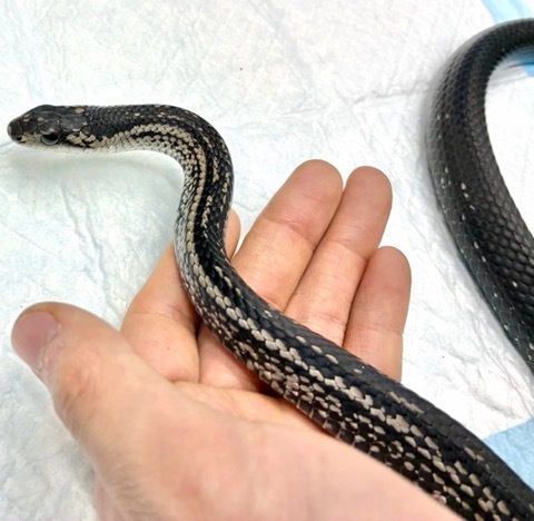 ヘビの商品一覧 | 爬虫類小動物の買取＆販売 ルームズー ナミヘビ
