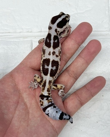 ヤモリ、トカゲモドキの商品一覧 | 爬虫類小動物の買取＆販売 ルームズー