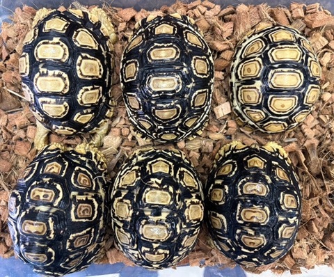 リクガメの商品一覧 | 爬虫類小動物の買取＆販売 ルームズー