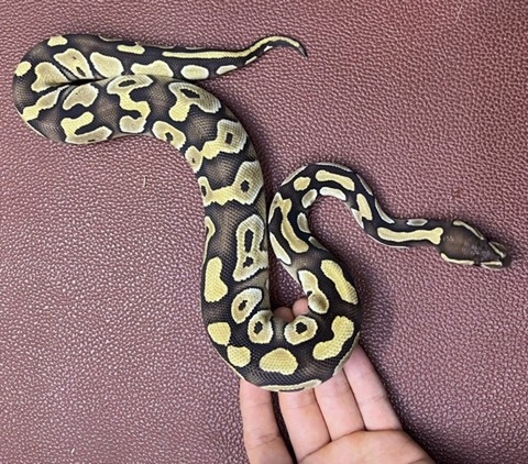 ヘビの商品一覧 | 爬虫類小動物の買取＆販売 ルームズー